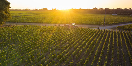 Chateau Giscours Weinfelder